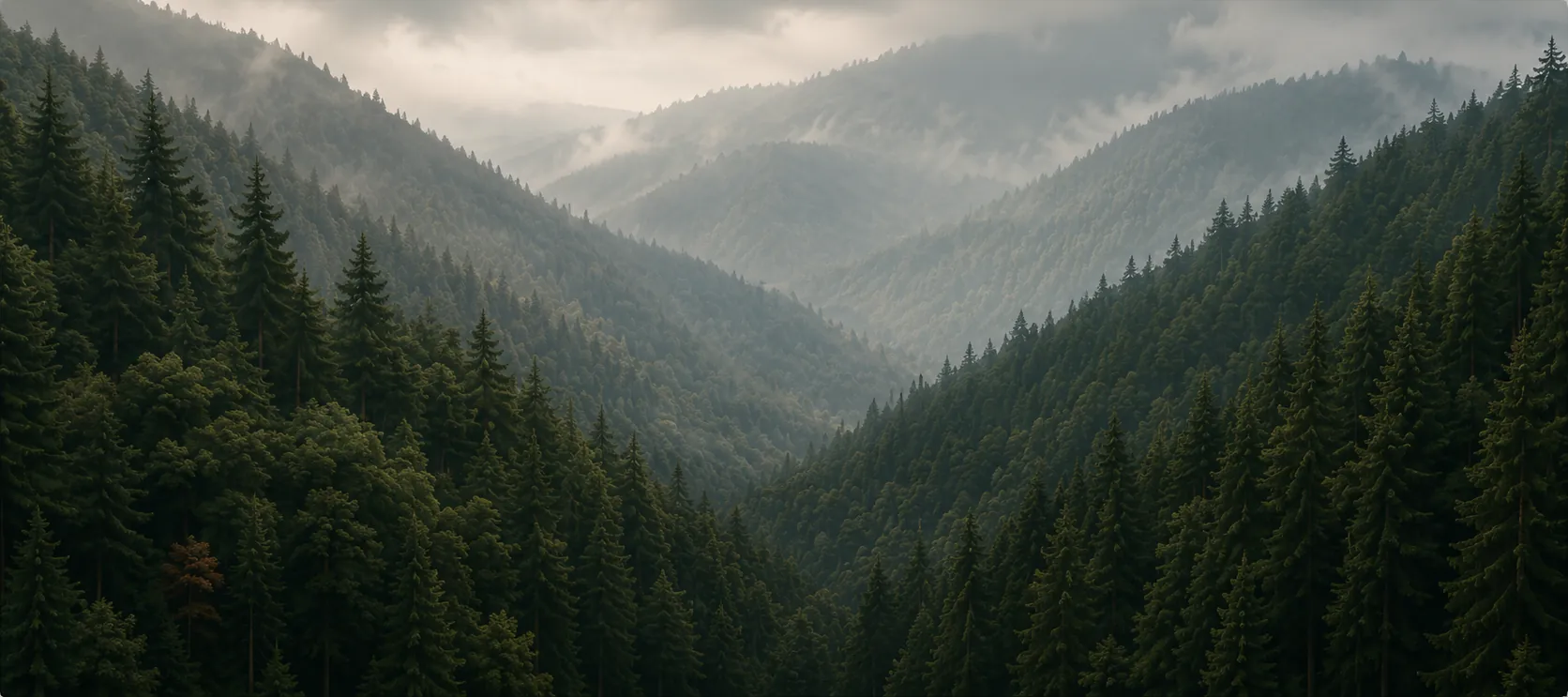 A forest landscape at dusk.